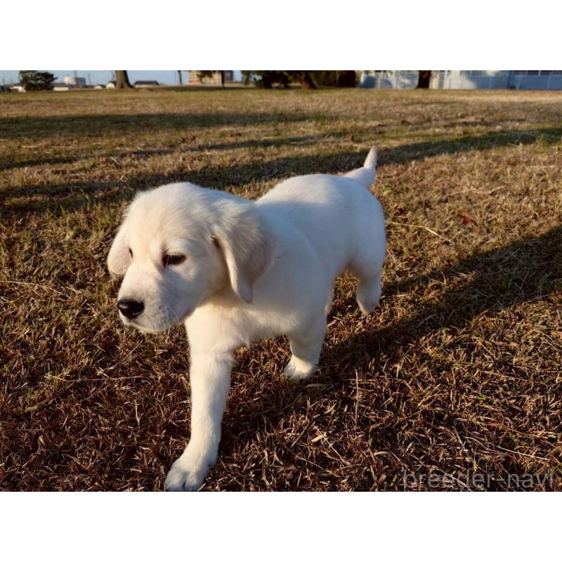 販売中の三重県のゴールデンレトリーバー-431511の4枚目