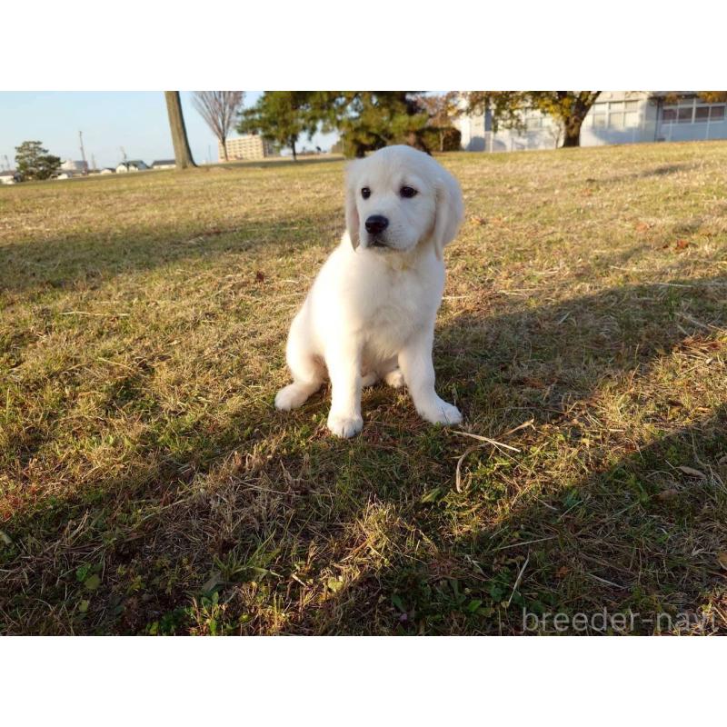 販売中の三重県のゴールデンレトリーバー-431511の3枚目