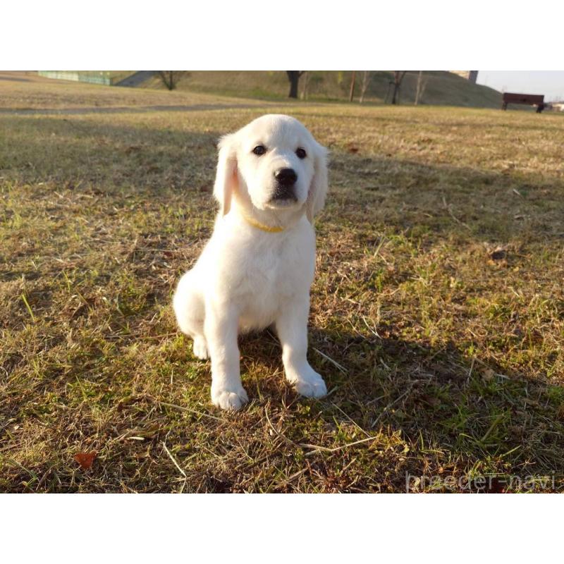 販売中の三重県のゴールデンレトリーバー-431511の1枚目