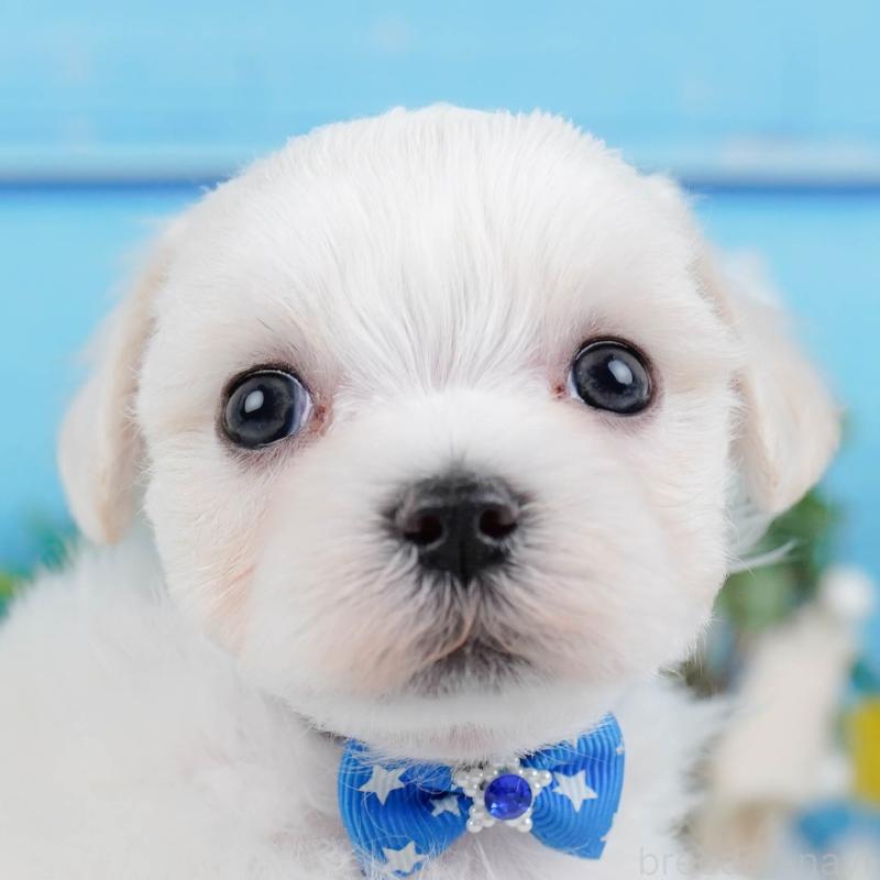 販売中の神奈川県のマルチーズ-431517の1枚目