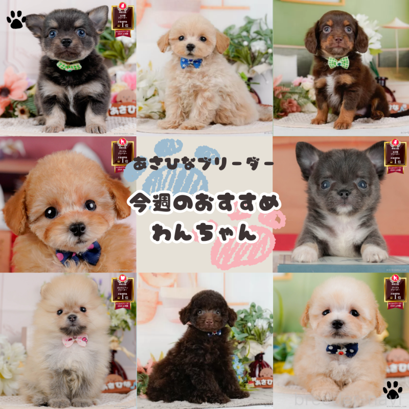 販売中の神奈川県のマルチーズ-431517の6枚目