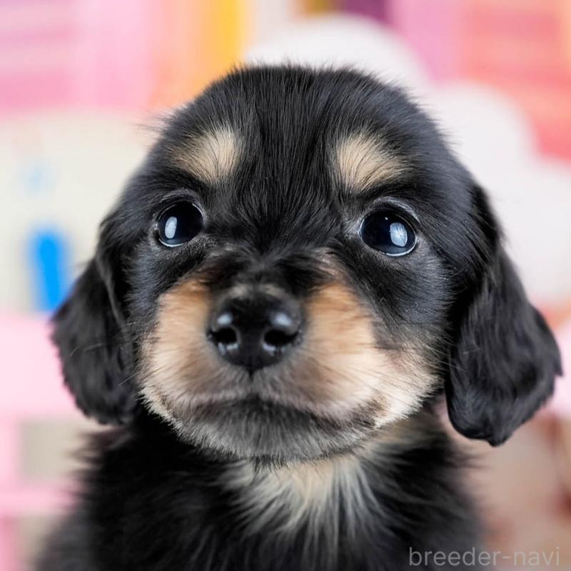 販売中の茨城県のミニチュアダックスフンド(ロングヘアード)-431515