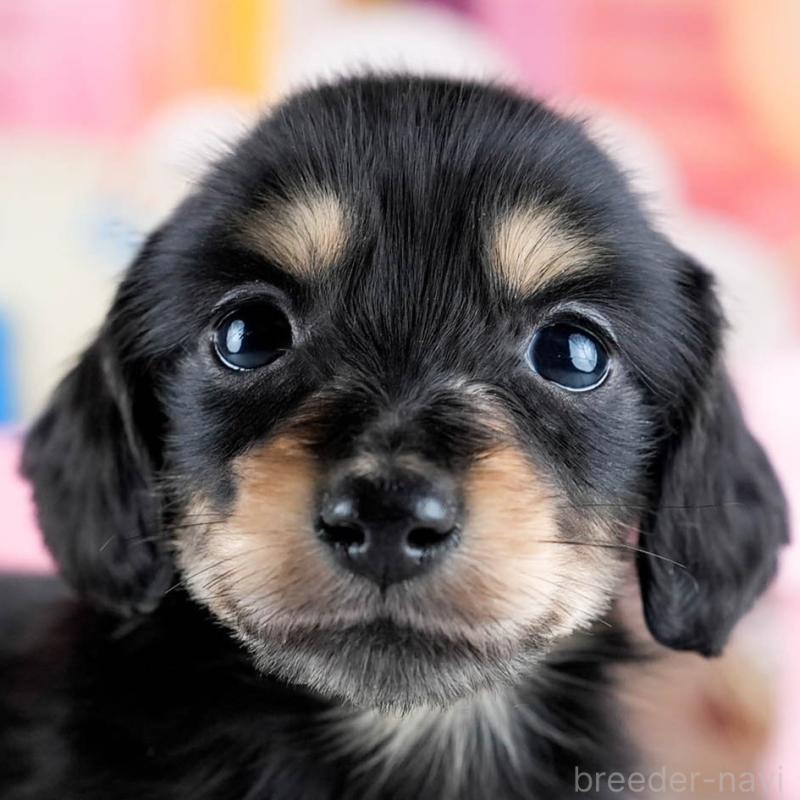 販売中の茨城県のミニチュアダックスフンド(ロングヘアード)-431515の8枚目