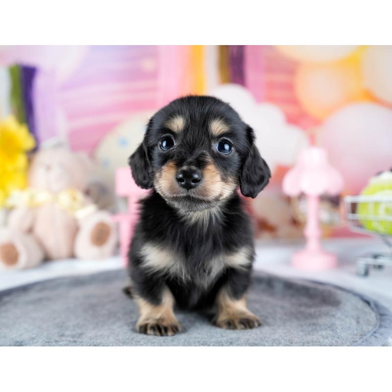 販売中の茨城県のミニチュアダックスフンド(ロングヘアード)-431515の7枚目