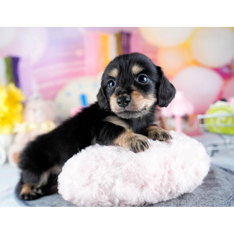 販売中の茨城県のミニチュアダックスフンド(ロングヘアード)-431515の6枚目