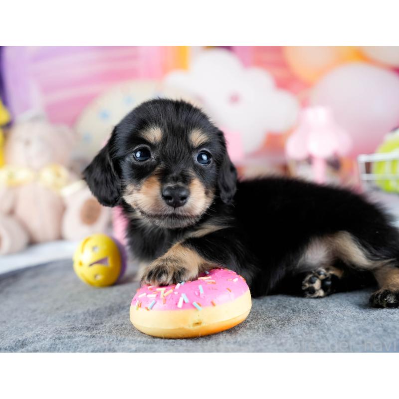 販売中の茨城県のミニチュアダックスフンド(ロングヘアード)-431515の5枚目