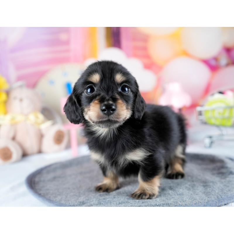 販売中の茨城県のミニチュアダックスフンド(ロングヘアード)-431515の4枚目