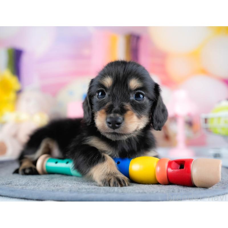 販売中の茨城県のミニチュアダックスフンド(ロングヘアード)-431515の3枚目