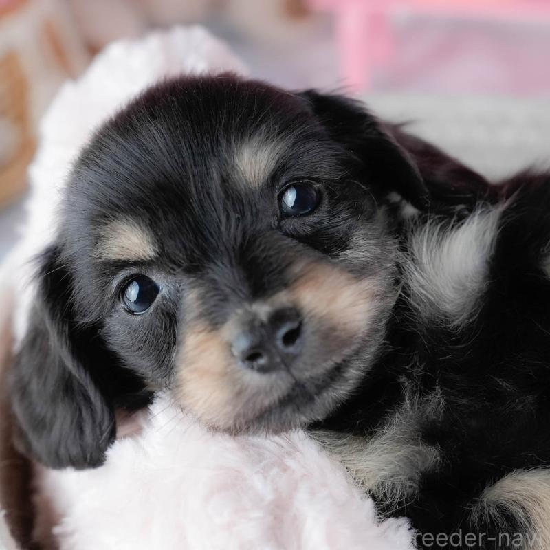 販売中の茨城県のミニチュアダックスフンド(ロングヘアード)-431518