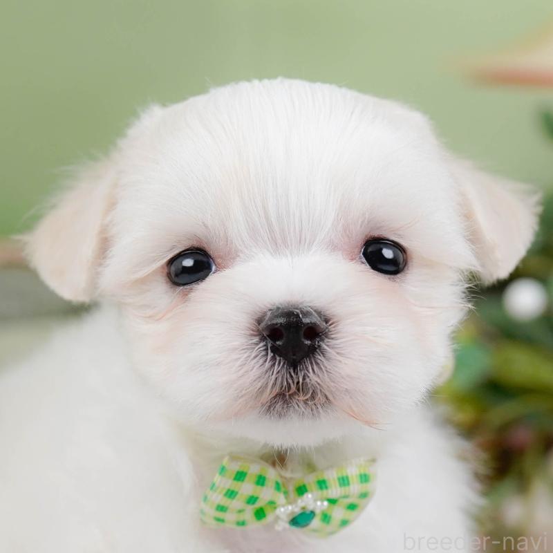 販売中の神奈川県のマルチーズ-431519