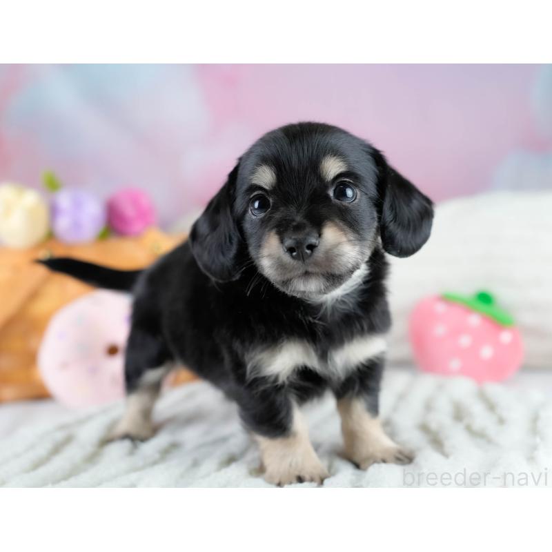 販売中の埼玉県のチワックス:チワワ×ミニチュアダックスフンド-431520の8枚目