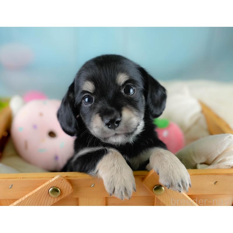 販売中の埼玉県のチワックス:チワワ×ミニチュアダックスフンド-431520の7枚目