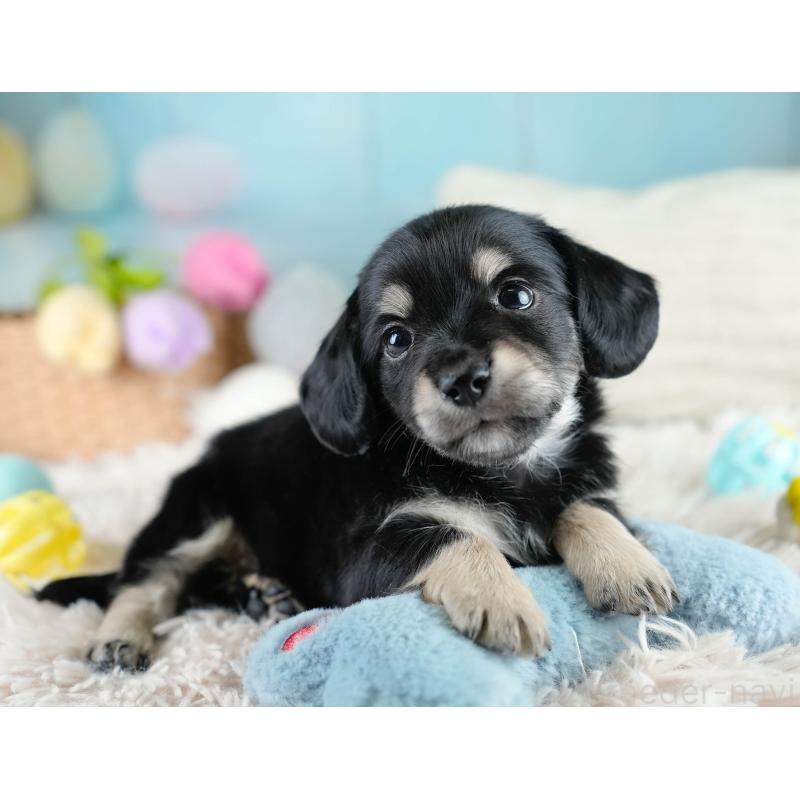 販売中の埼玉県のチワックス:チワワ×ミニチュアダックスフンド-431520の6枚目