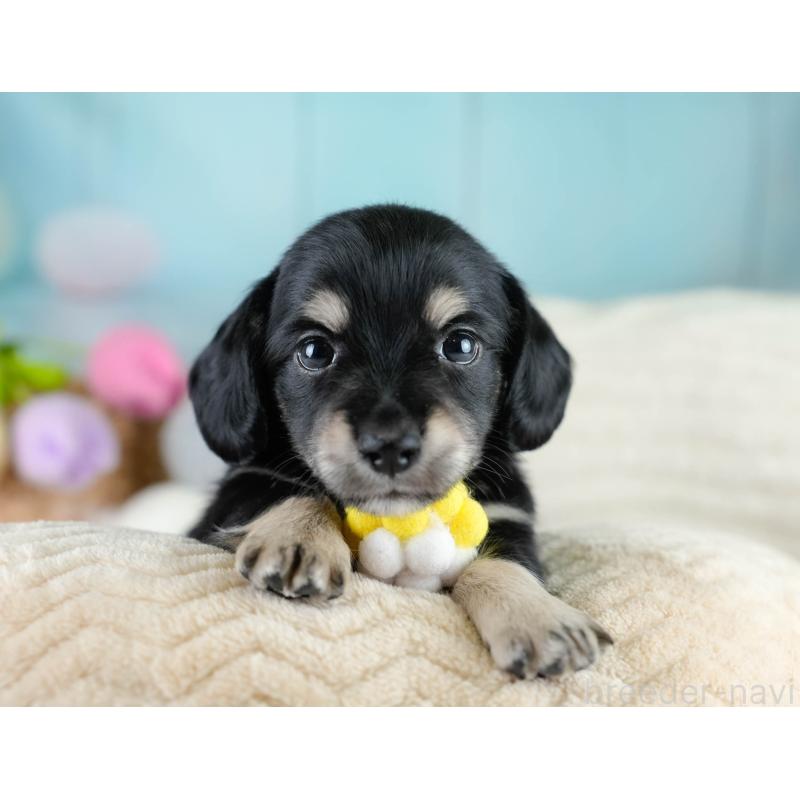 販売中の埼玉県のチワックス:チワワ×ミニチュアダックスフンド-431520の5枚目