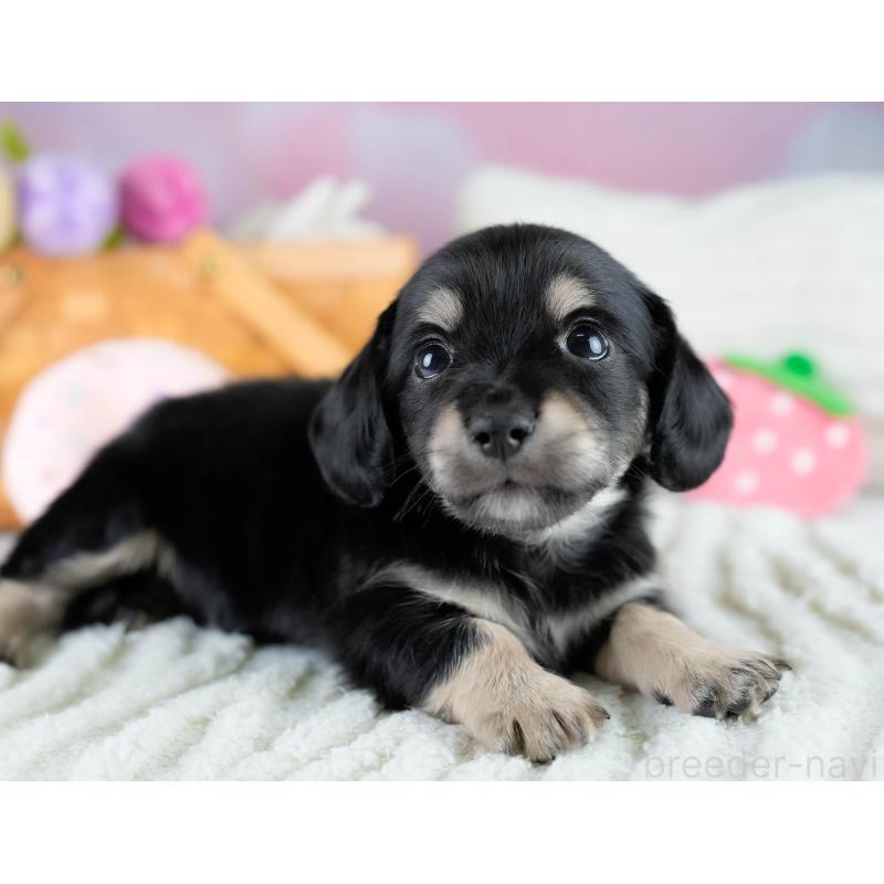 販売中の埼玉県のチワックス:チワワ×ミニチュアダックスフンド-431520の4枚目