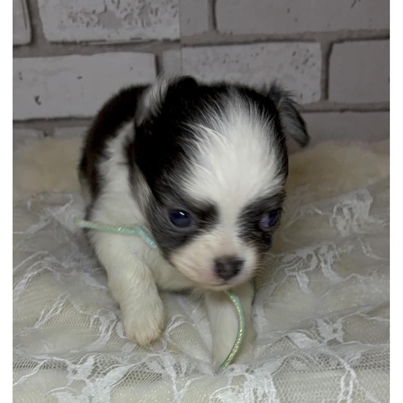 販売中の北海道のチワワ(ロングコート)-431523の4枚目