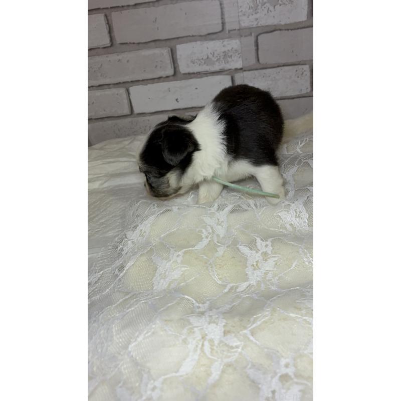 販売中の北海道のチワワ(ロングコート)-431523の3枚目