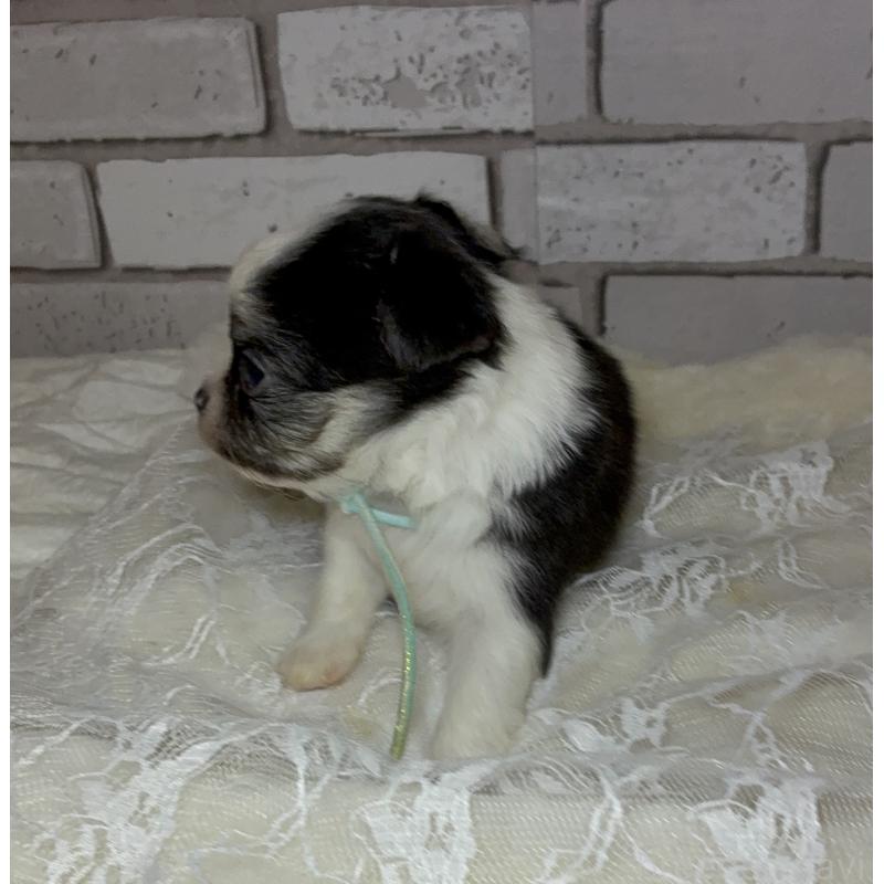 販売中の北海道のチワワ(ロングコート)-431523の2枚目