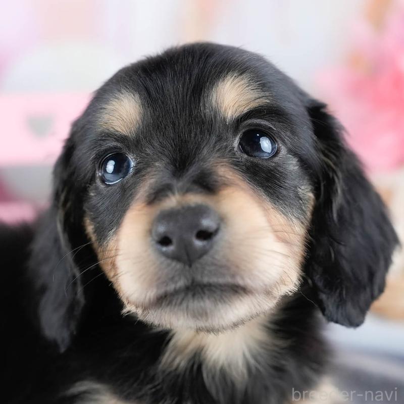 販売中の茨城県のミニチュアダックスフンド(ロングヘアード)-431521