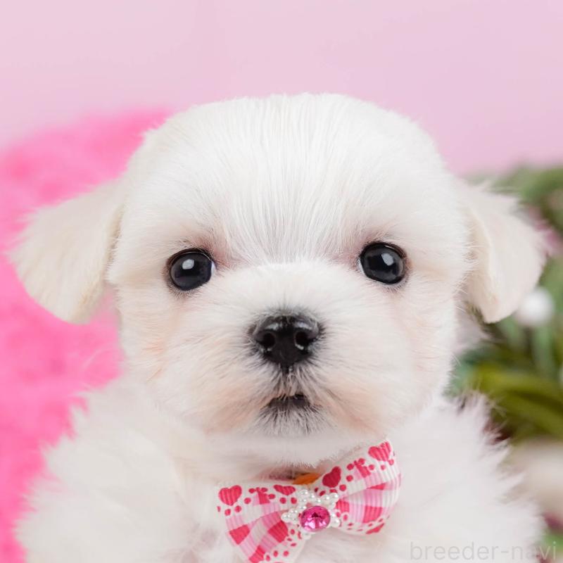 販売中の神奈川県のマルチーズ-431522