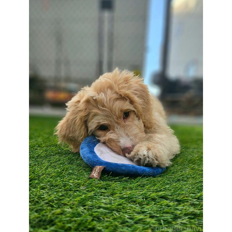 販売中の長野県のミックス犬-418629の11枚目