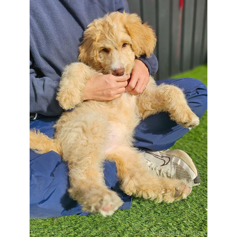 販売中の長野県のミックス犬-418629の10枚目