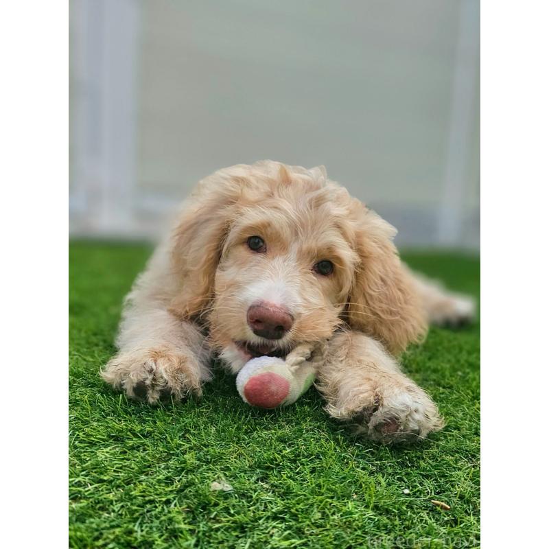 販売中の長野県のミックス犬-418629の9枚目