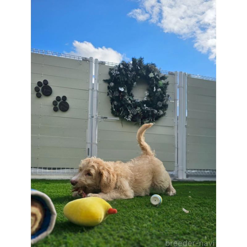 販売中の長野県のミックス犬-418629の7枚目