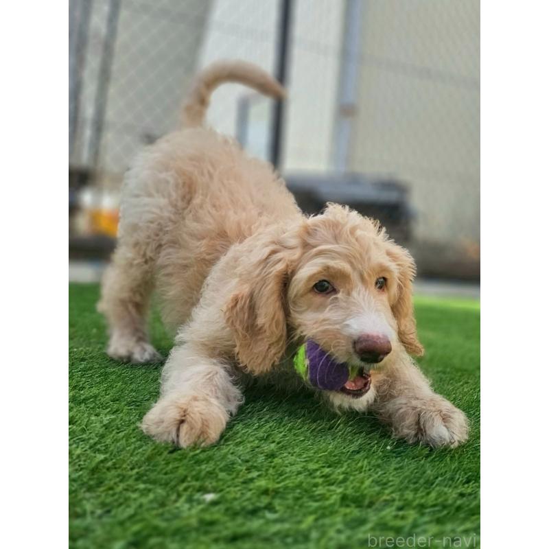 販売中の長野県のミックス犬-418629