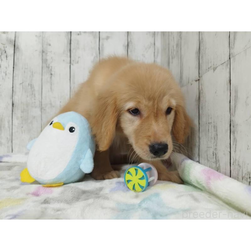 販売中の三重県のゴールデンレトリーバー-431524の5枚目