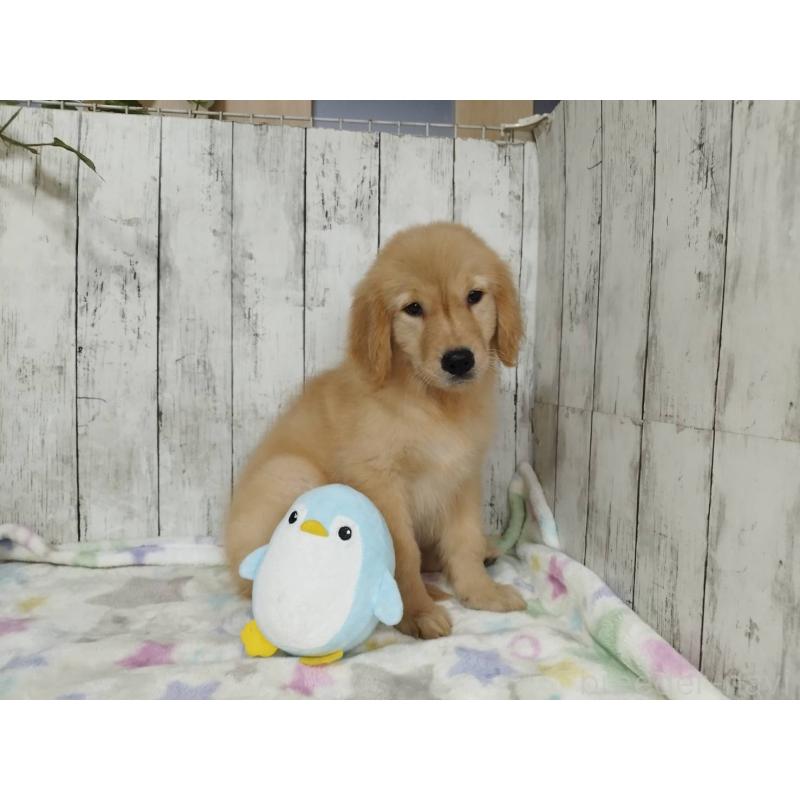 販売中の三重県のゴールデンレトリーバー-431524の4枚目