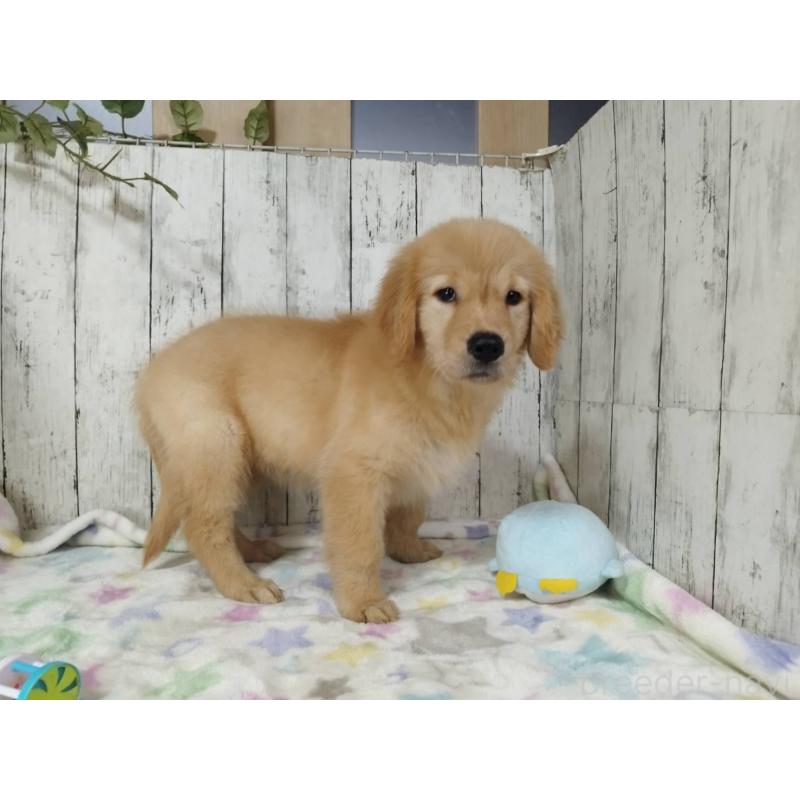 販売中の三重県のゴールデンレトリーバー-431524の3枚目