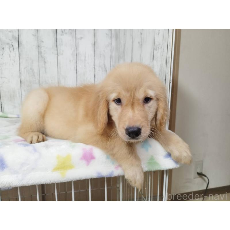 販売中の三重県のゴールデンレトリーバー-431524の2枚目