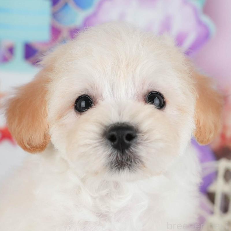 販売中の茨城県のミックス犬-431528