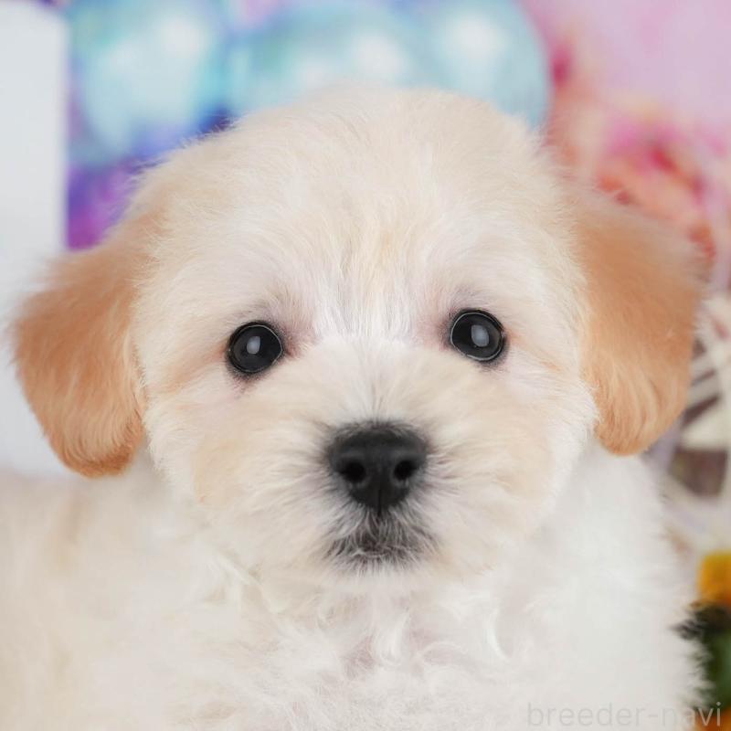 販売中の茨城県のミックス犬-431528の8枚目