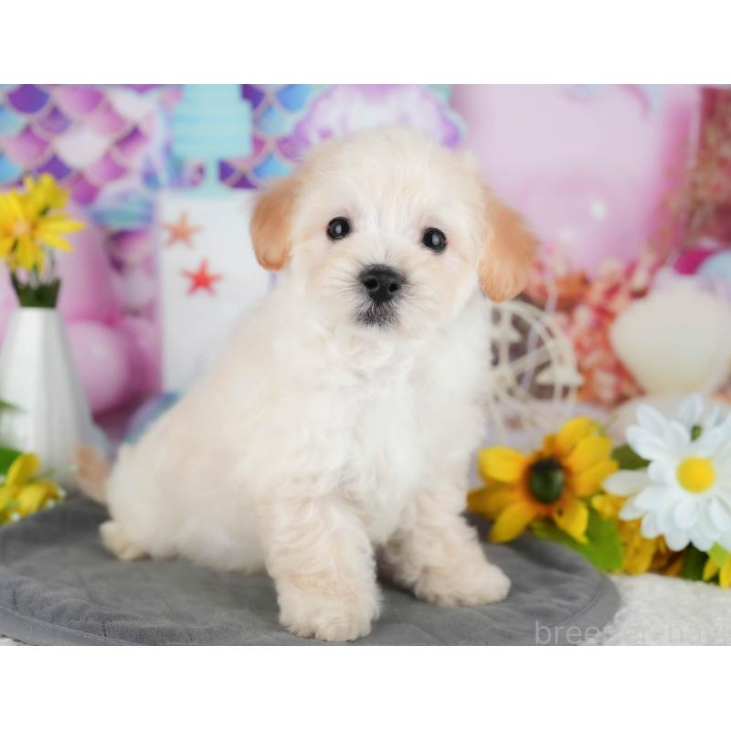 販売中の茨城県のミックス犬-431528の7枚目