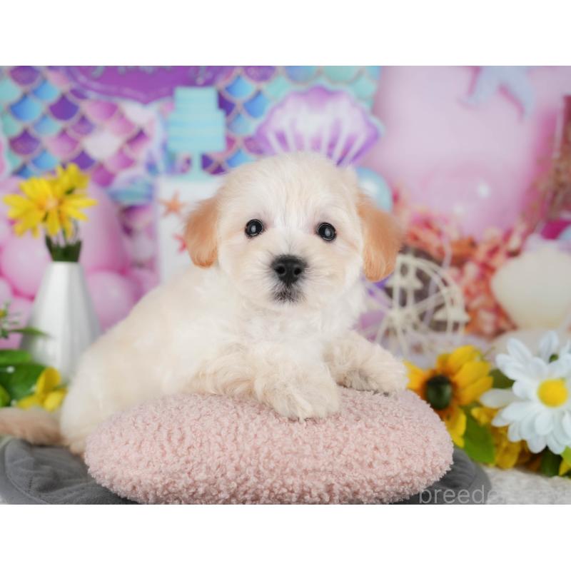 販売中の茨城県のミックス犬-431528の6枚目