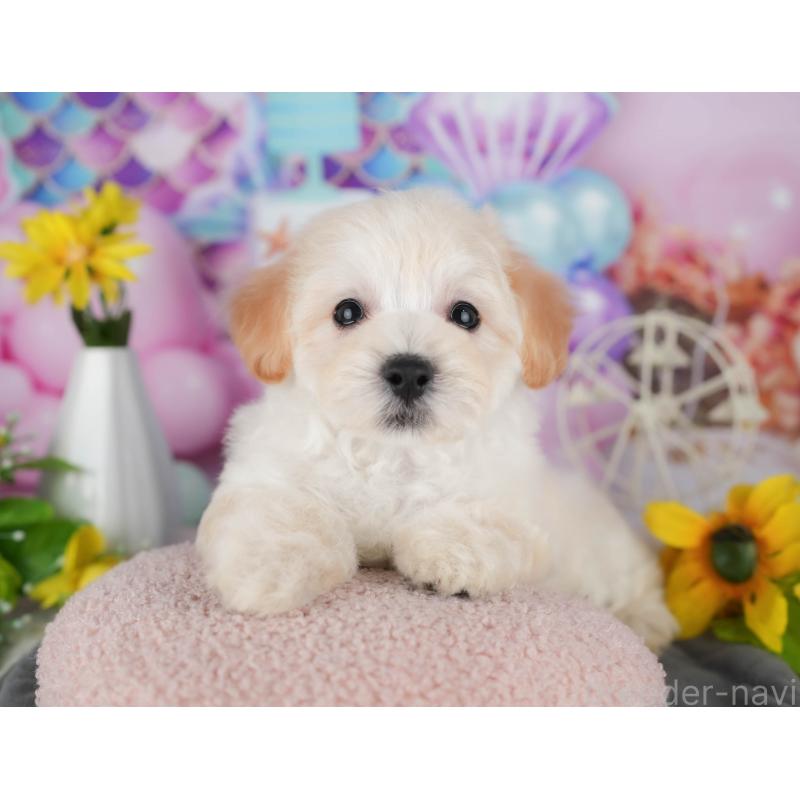 販売中の茨城県のミックス犬-431528の5枚目