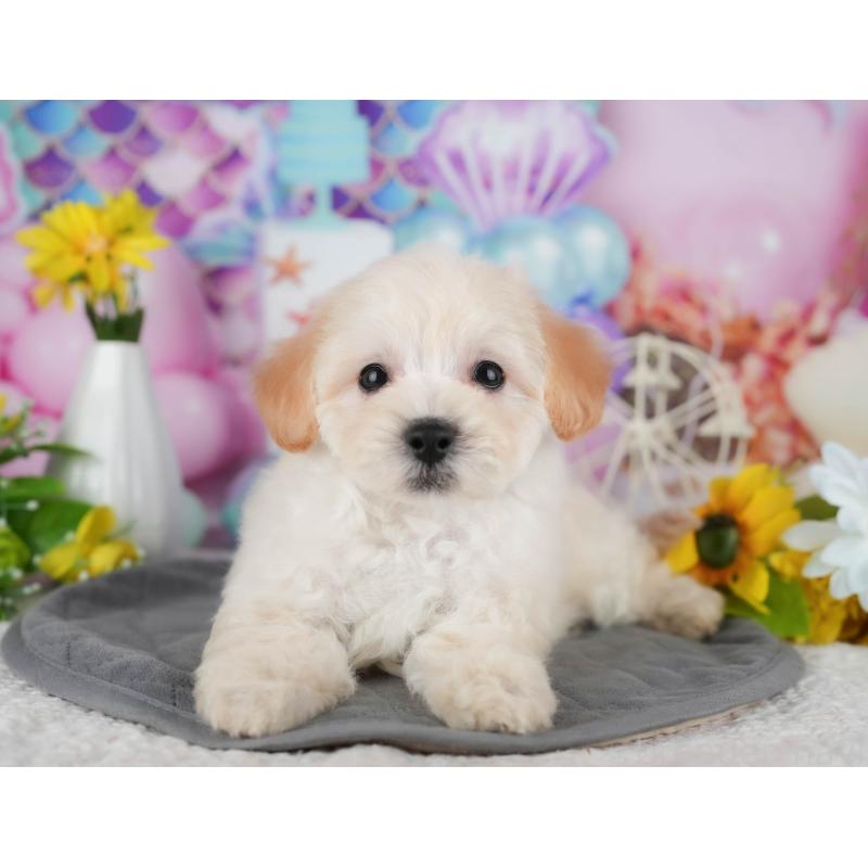 販売中の茨城県のミックス犬-431528の4枚目