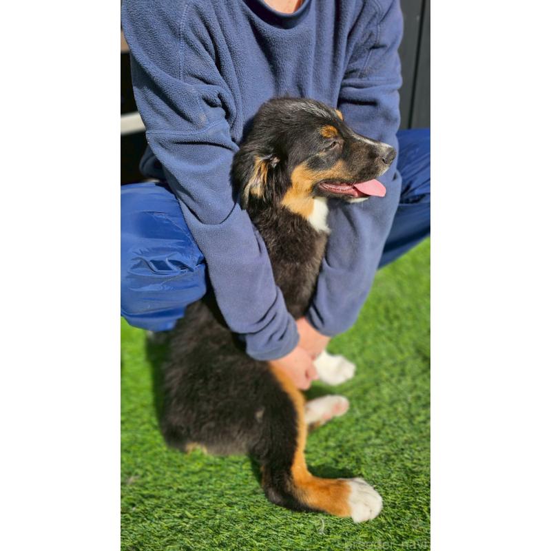 販売中の長野県のオーストラリアンシェパード-413862の10枚目