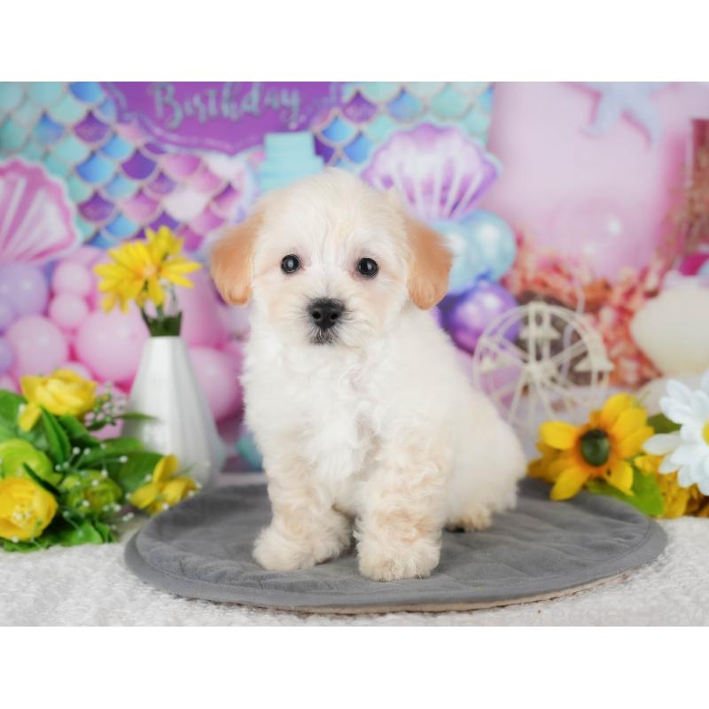 販売中の茨城県のミックス犬-431528の3枚目