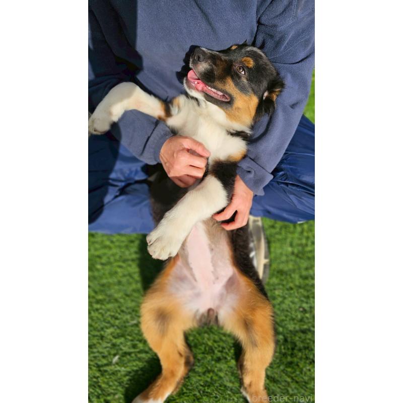 販売中の長野県のオーストラリアンシェパード-413862の9枚目