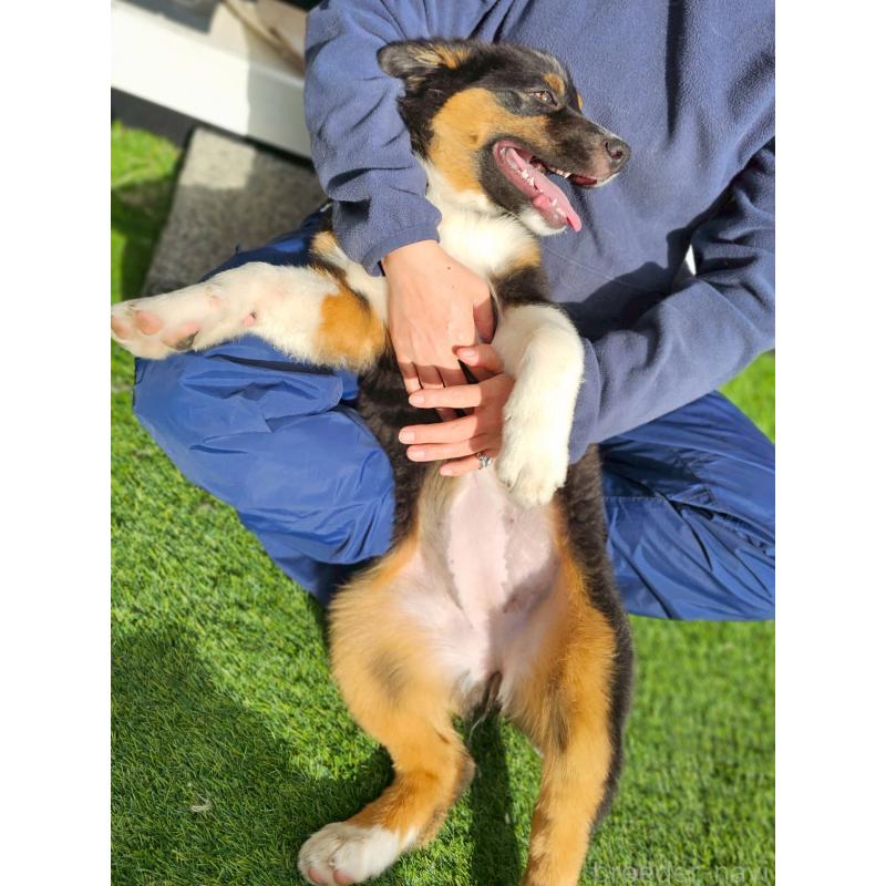 販売中の長野県のオーストラリアンシェパード-413862の8枚目