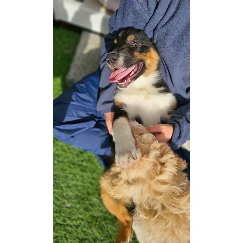 販売中の長野県のオーストラリアンシェパード-413862の7枚目