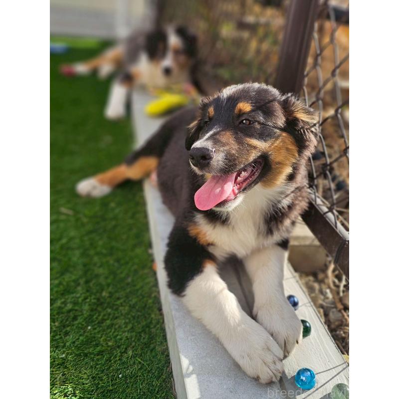 販売中の長野県のオーストラリアンシェパード-413862の6枚目