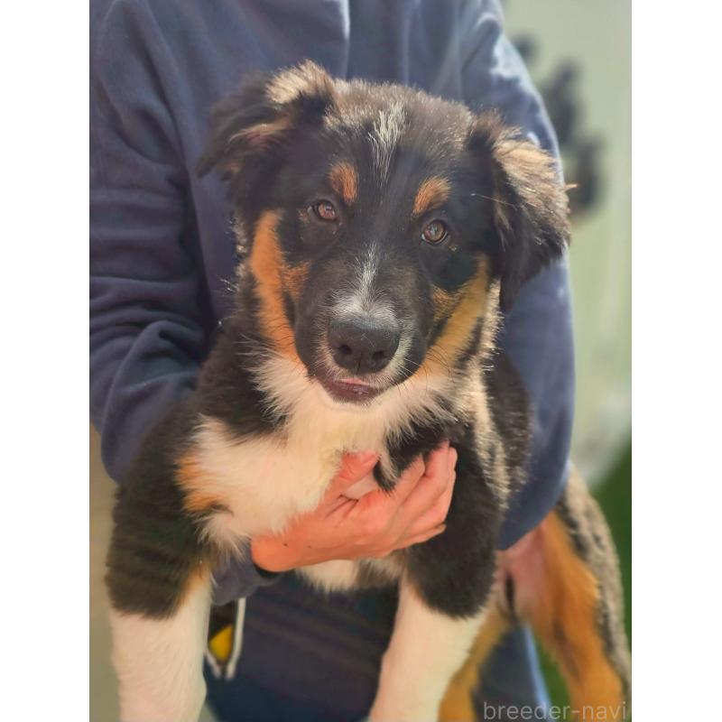 販売中の長野県のオーストラリアンシェパード-413862の5枚目