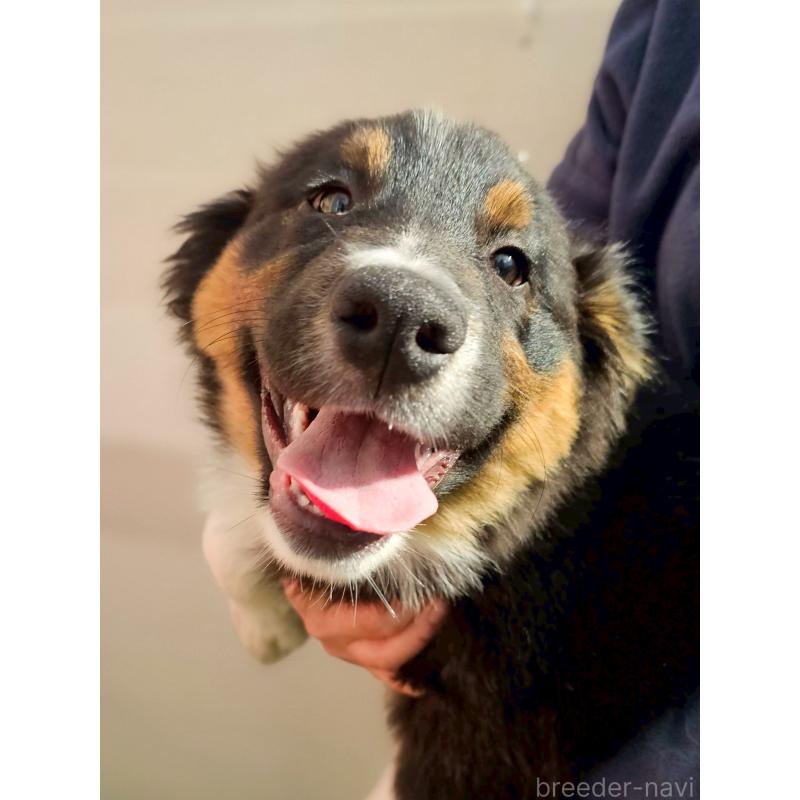 販売中の長野県のオーストラリアンシェパード-413862の1枚目