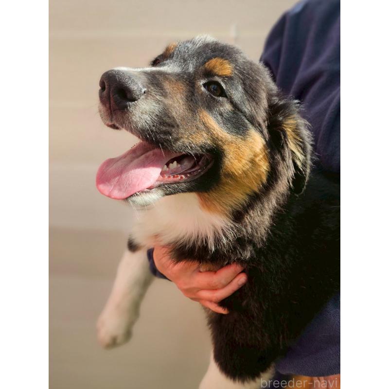 販売中の長野県のオーストラリアンシェパード-413862の4枚目