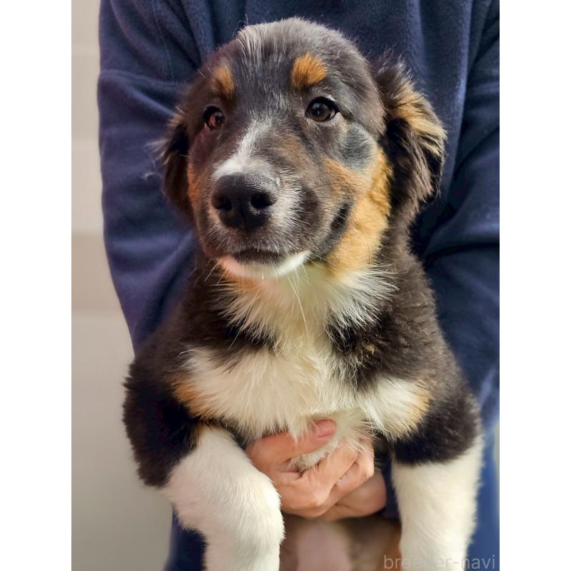 販売中の長野県のオーストラリアンシェパード-413862の2枚目