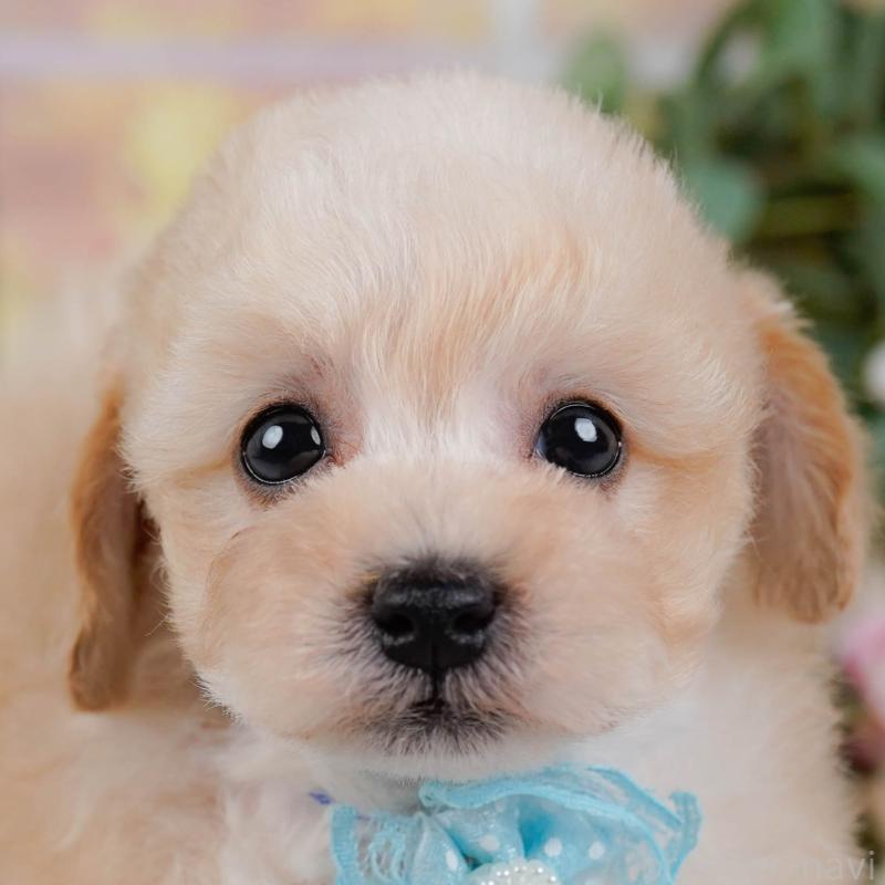 販売中の神奈川県のタイニープードル-431527の1枚目